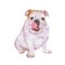 Watercolor portrait of white English or British bulldog breed dog on white background. Hand drawn sweet pet