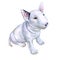 Watercolor portrait of white English Bull terrier, the white cavalier breed dog puppy on white background
