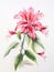 Watercolor Portrayal of the Kakabeak Flower on a White Canvas AI Generated