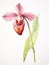 Watercolor Portrayal of the Lady\\\'s Slipper Orchid Flower on a White Canvas AI Generated