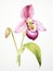 Watercolor Portrayal of the Lady\\\'s Slipper Orchid Flower on a White Canvas AI Generated
