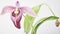 Watercolor Portrayal of the Lady\\\'s Slipper Orchid Flower on a White Canvas AI Generated