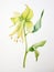 Watercolor Portrayal of Lapeirousia Oreogena Flower on White Canvas AI Generated