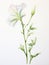 Watercolor Portrayal of Lapeirousia Oreogena Flower on White Canvas AI Generated