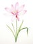 Watercolor Portrayal of Zephyranthes Minuta Flower on White Canvas AI Generated