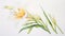 Watercolor Portrayal of Zephyranthes Minuta Flower on White Canvas AI Generated