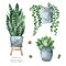 Watercolor potted plants set