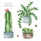 Watercolor potted plants set