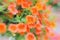 Watercolor of pretty orange flowers. Digitalart.