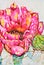 Watercolor Prickly Pear Cactus, Opuntia,  in Bloom