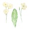 Watercolor primrose, february month birth flower