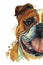 Watercolor printshop, print on the theme of the breed of dogs, mammals, animals, breed English bulldog, bulldog, portrait, color r