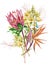 Watercolor Protea, Caesalpinia and Strelitzia flowers bouquet. Tropical decoration floral botanical illustration