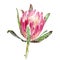 Watercolor protea flower