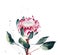 Watercolor protea flower. Hand painted single flower of protea f