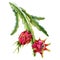 Watercolor ptaya cactus branches with red dragon fruits fruits illustration. Realistic botanical exotic tropical plants