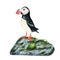 Watercolor puffin bird on a big stone with moss isolated on white background. For designers, decoration, postcards