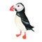 Watercolor puffin bird isolated on white background. Hand painting realistic Arctic and Antarctic ocean mammals. For