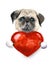 Watercolor pug dog with heart. Pets illustration