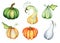 Watercolor pumpkin illustration isolated on the white background