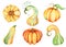 Watercolor pumpkin illustration isolated on the white background