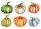 Watercolor pumpkin illustration isolated on the white background