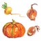 Watercolor pumpkin, onion, turnip