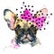 Watercolor puppy dog illustration. French Bulldog breed.