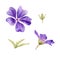 Watercolor Purple Cranesbill, Geranium himalayense, Geranium pratense, Meadow Cranesbill, Johnson`s Blue flower illustration.