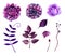 Watercolor purple flowers vector