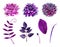 Watercolor purple flowers vector