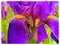 Watercolor of purple iris, closeup, intense color