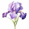 Watercolor Purple Iris Plant Clipart - Delicate Realism Design