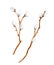 Watercolor pussy willow branches set. Hand drawn wooden sticks for card, invitation. Spring Easter decoration