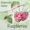 Watercolor raspberry