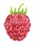 watercolor raspberry.