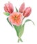 Watercolor realistic botanical illustration of bouquet with pink tulip isolated on white background for your design, wedding print