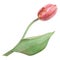 Watercolor realistic botanical illustration of pink tulip isolated on white background for your design, wedding print products,