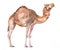 Watercolor realistic camel desert animal isolated