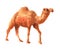 Watercolor realistic camel desert animal isolated