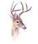 Watercolor realistic deer forest animal isolated