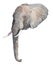 Watercolor realistic  elephant tropical animal