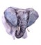 Watercolor realistic  elephant tropical animal isolated
