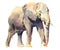 Watercolor realistic  elephant tropical animal isolated on a white background.