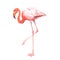 Watercolor realistic flamingo bird tropical animal isolated