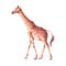 Watercolor realistic giraffe tropical animal