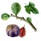 Watercolor realistic illustration of fig or ficus carica with leave, branch and fruits