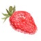 Watercolor realistic isolated strawberry