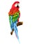 Watercolor realistic red parrot tropical bird animal isolated