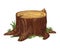 Watercolor realistic wood tree stump with grass, bark, plants. Tree cut trunk with green moss. Hand-drawn illustration